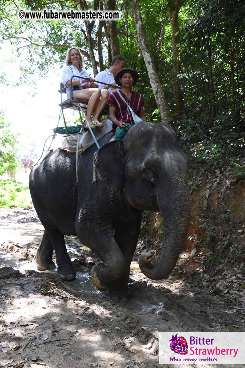 Elephant Safari 