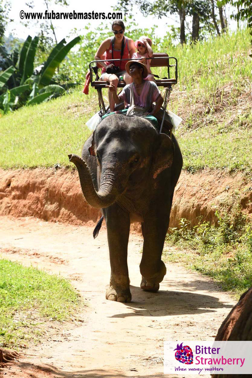 Elephant Safari 