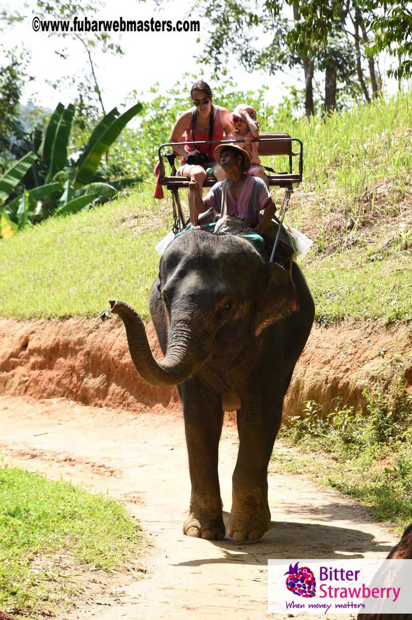 Elephant Safari 