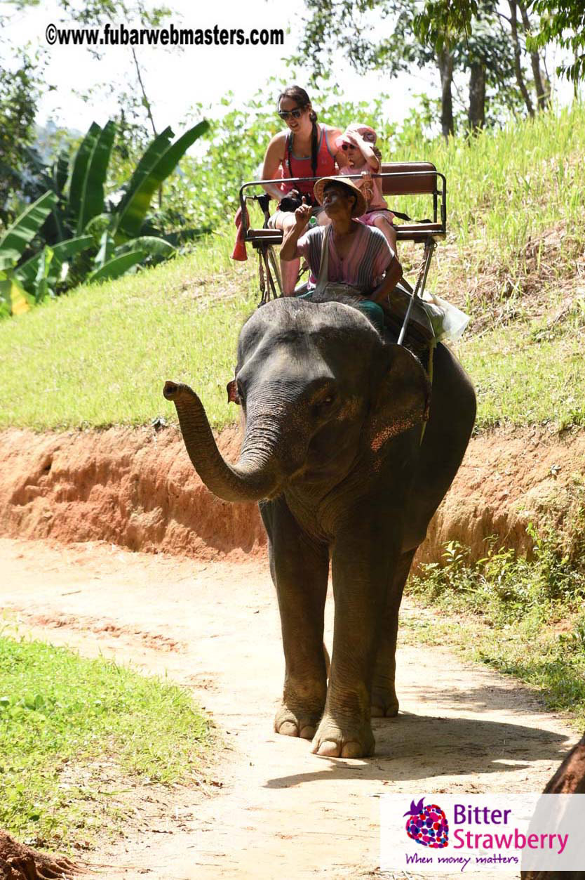 Elephant Safari 