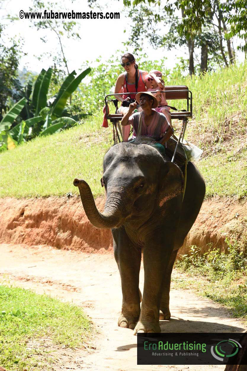 Elephant Safari 