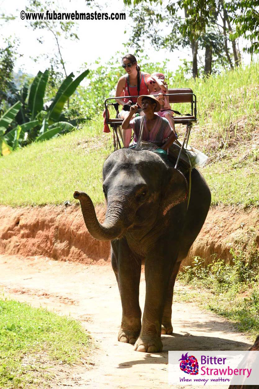 Elephant Safari 