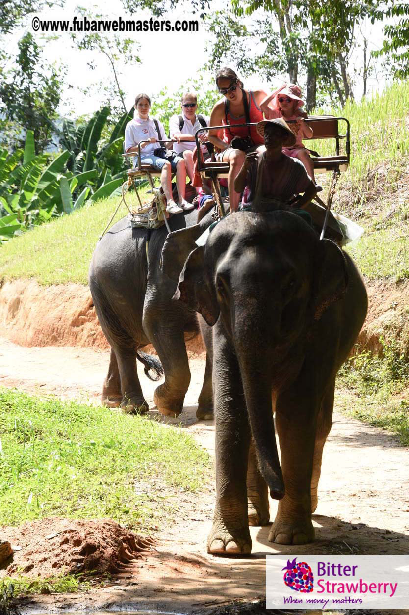 Elephant Safari 