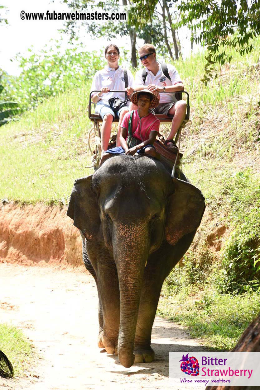 Elephant Safari 