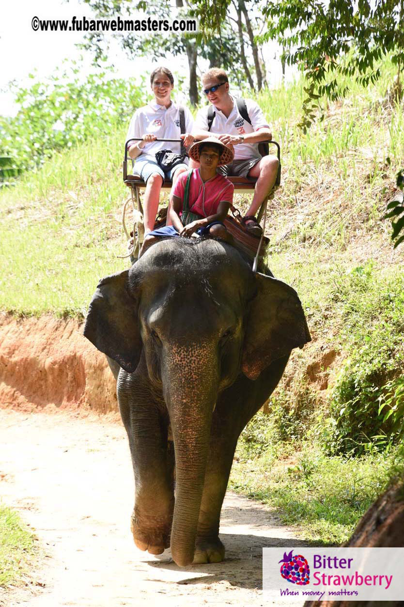 Elephant Safari 