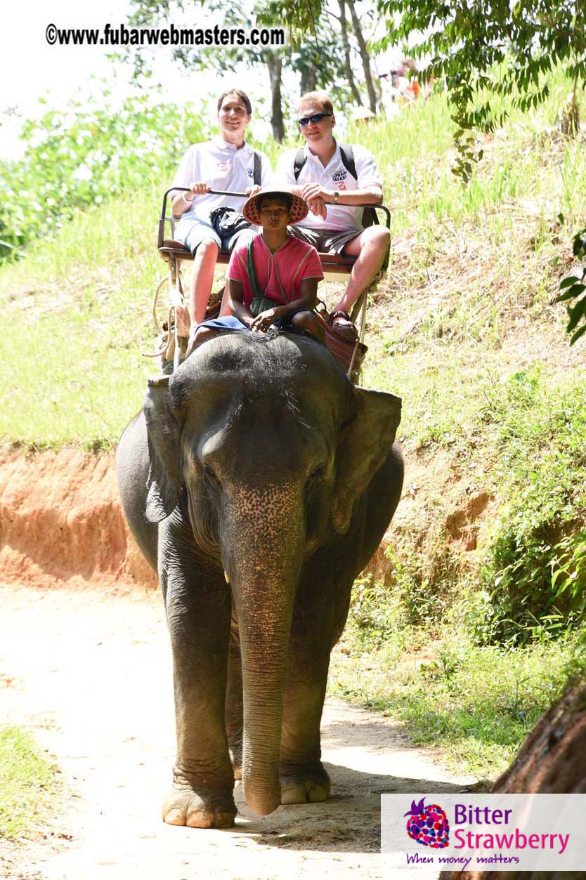 Elephant Safari 