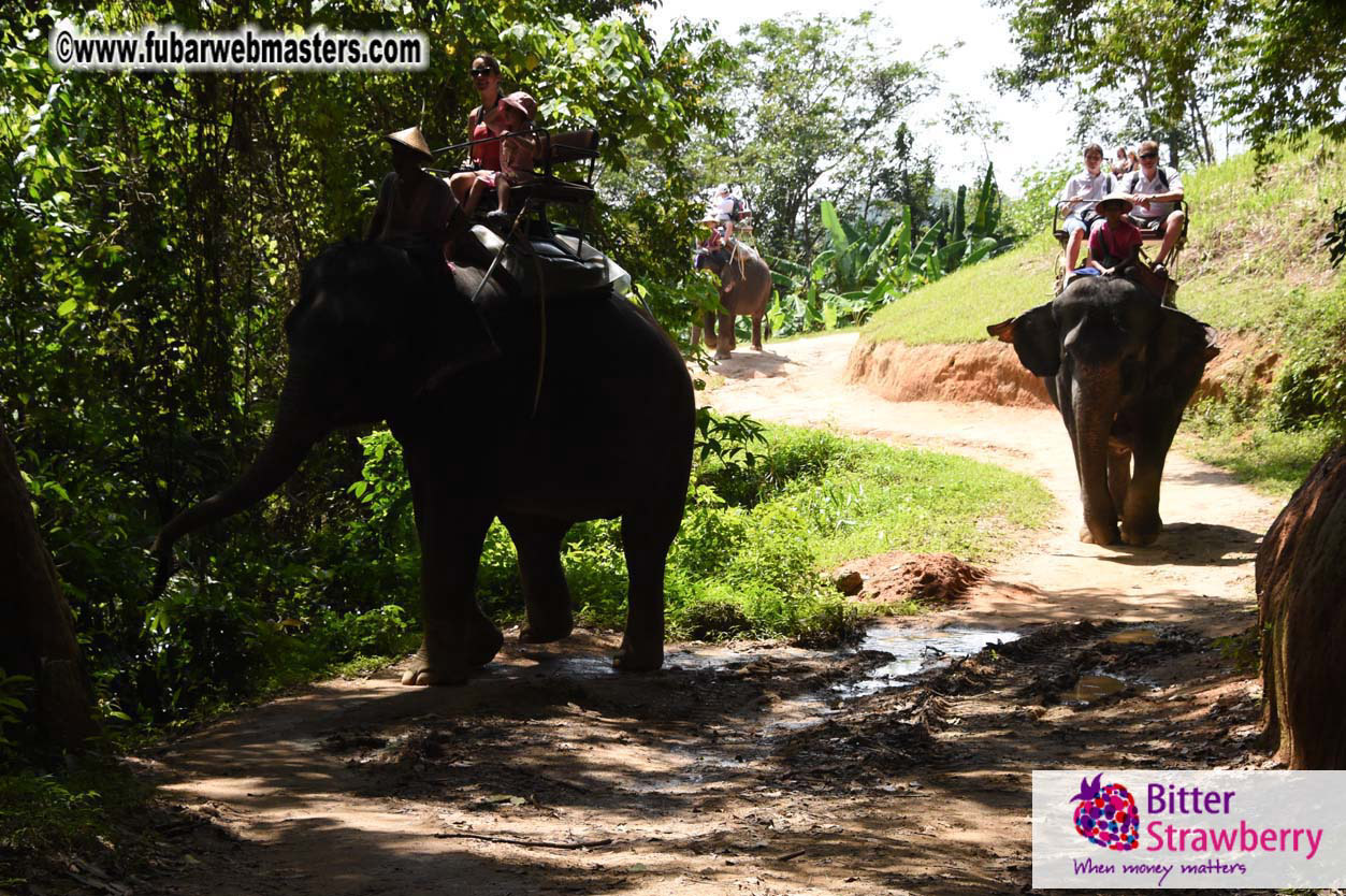 Elephant Safari 