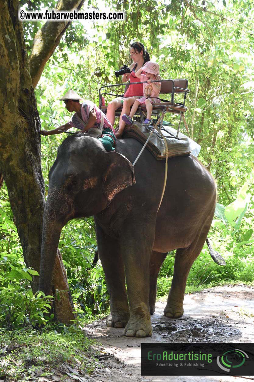 Elephant Safari 