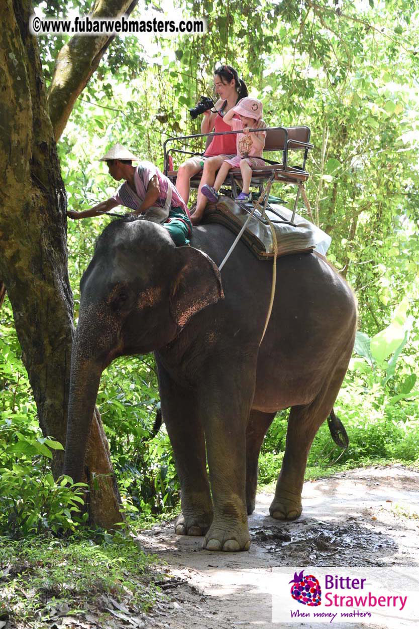 Elephant Safari 