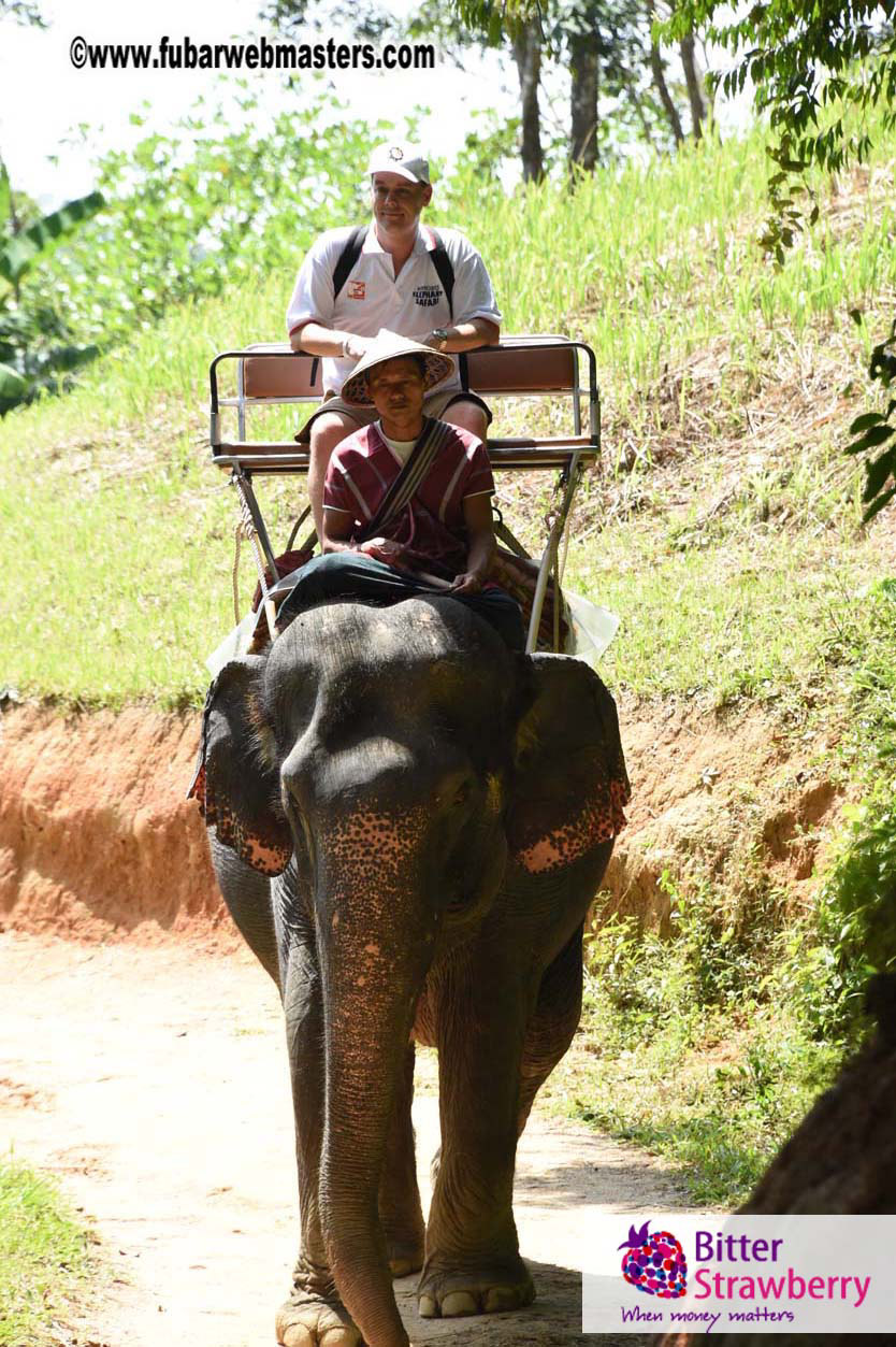 Elephant Safari 