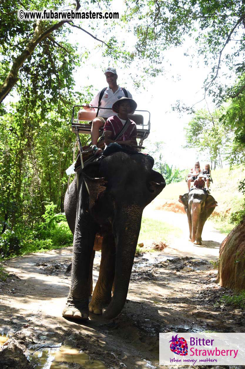 Elephant Safari 