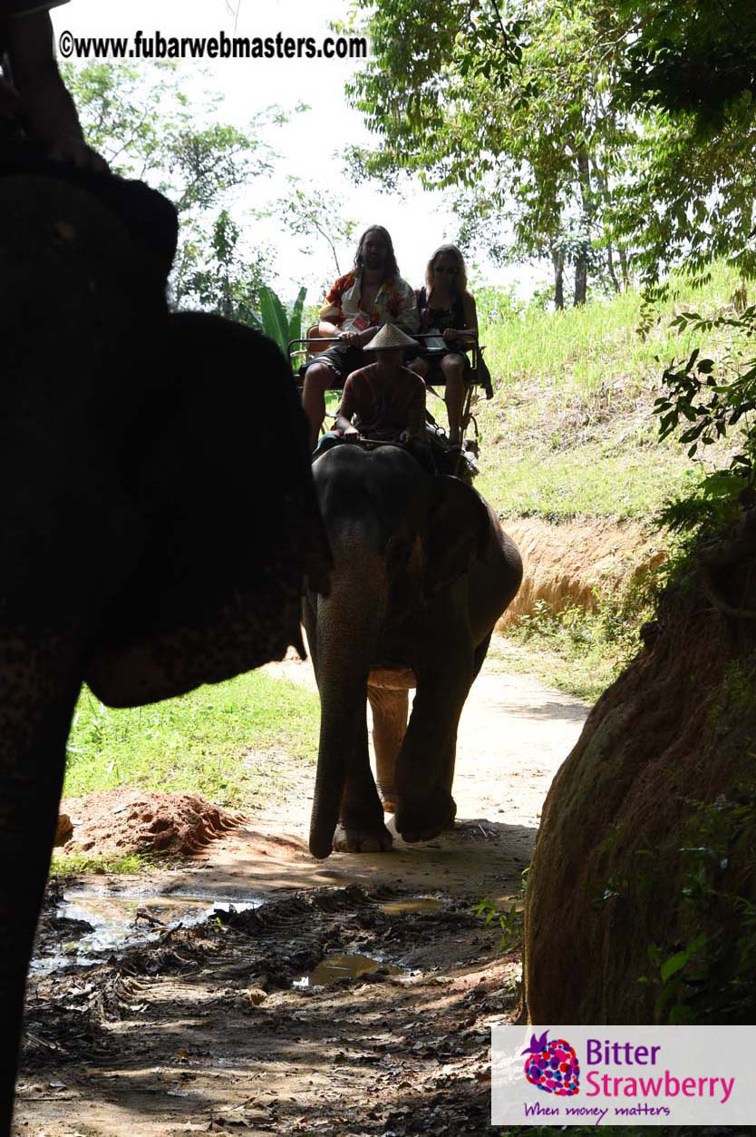 Elephant Safari 