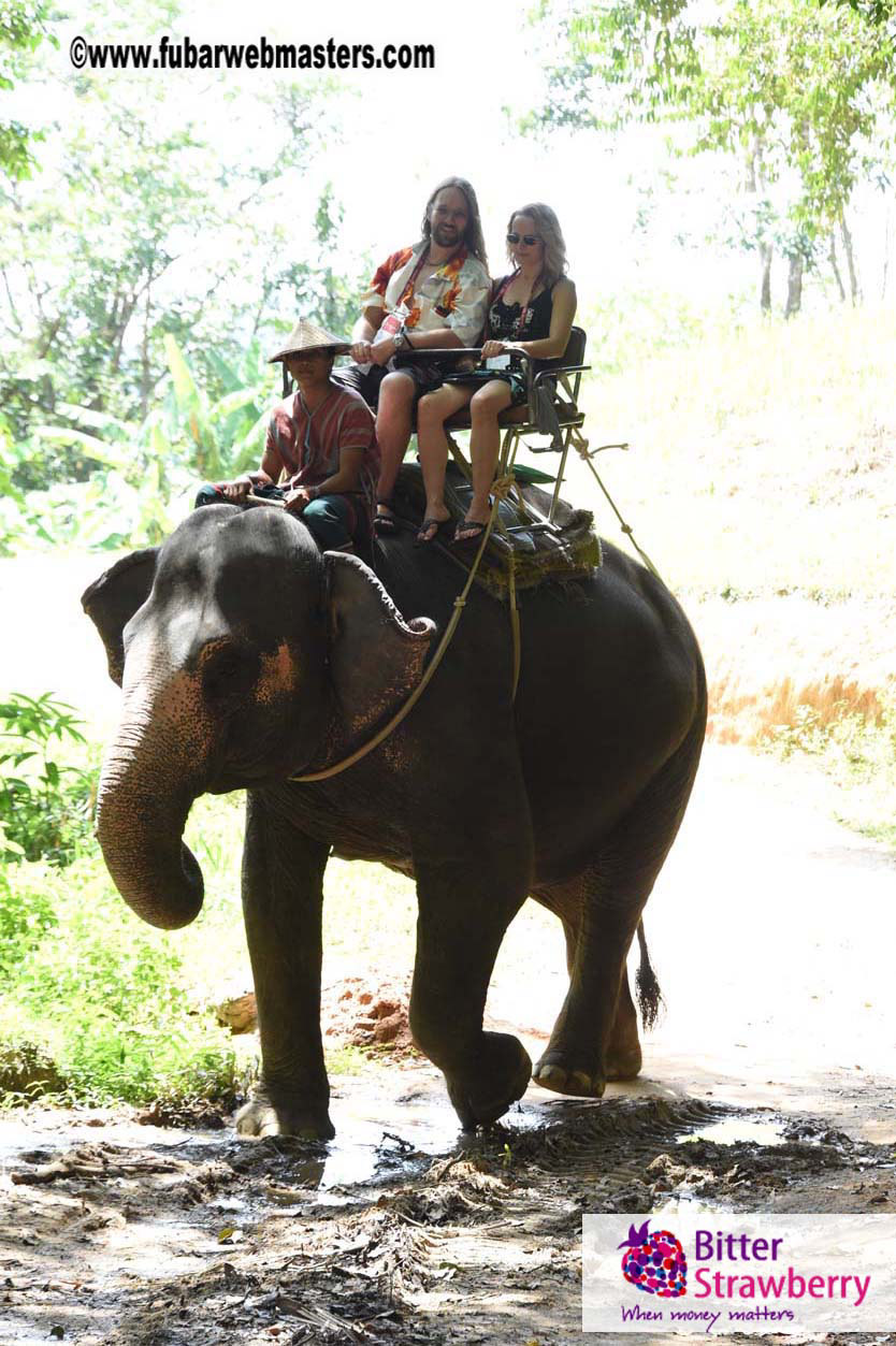 Elephant Safari 