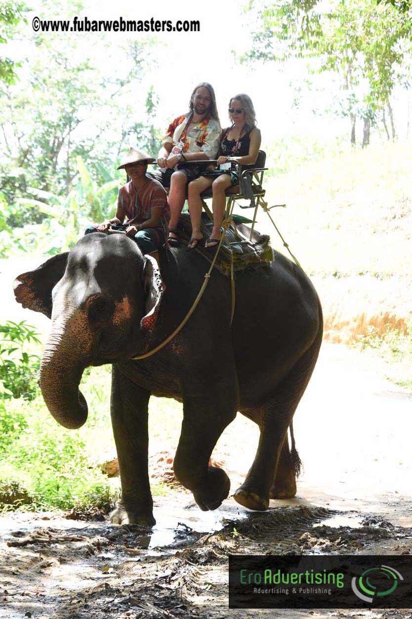 Elephant Safari 