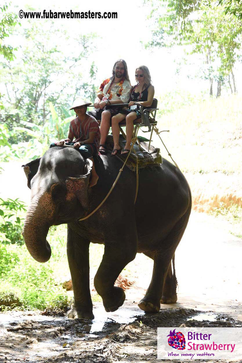 Elephant Safari 