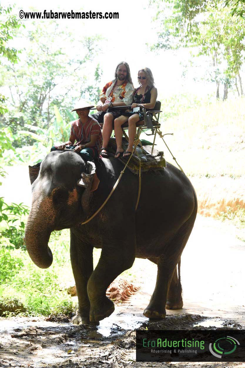 Elephant Safari 