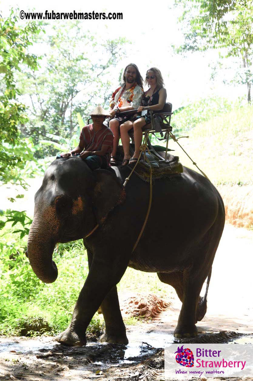 Elephant Safari 