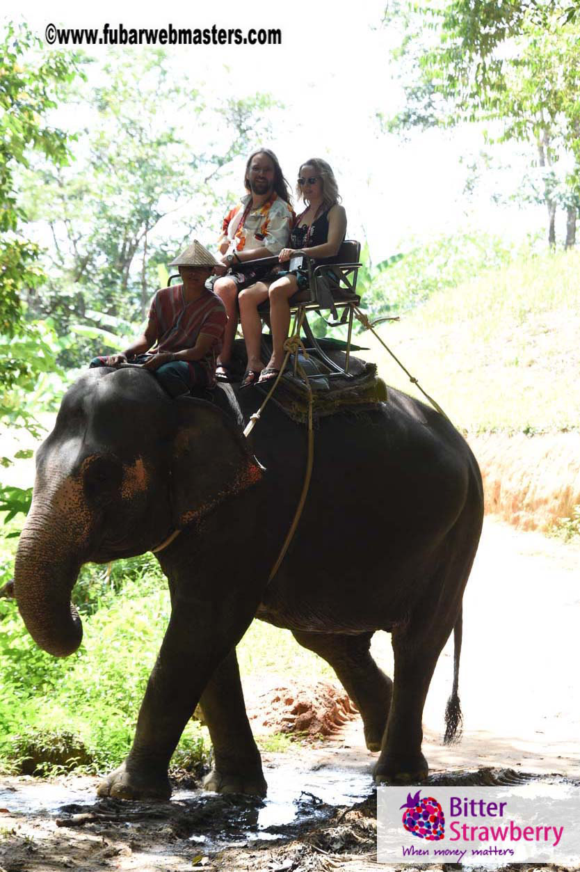 Elephant Safari 