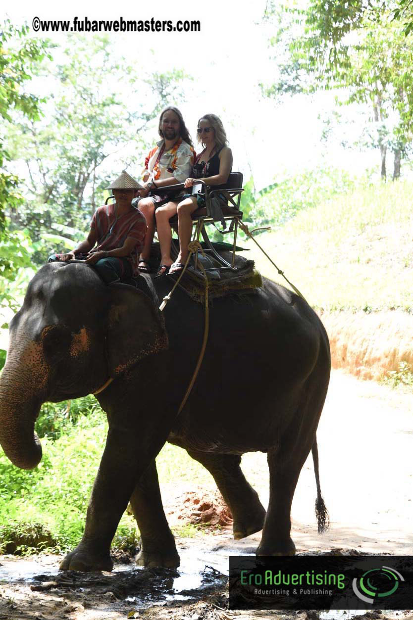 Elephant Safari 