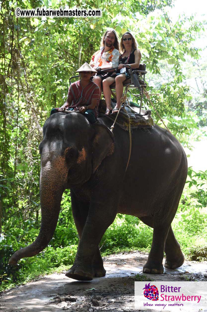 Elephant Safari 