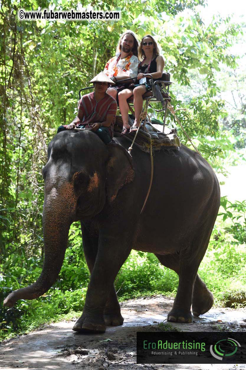 Elephant Safari 