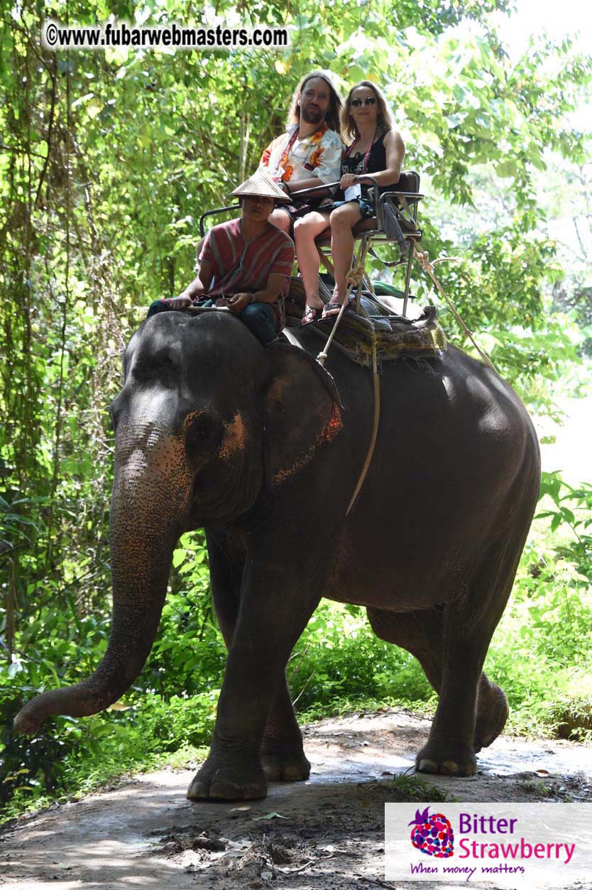 Elephant Safari 