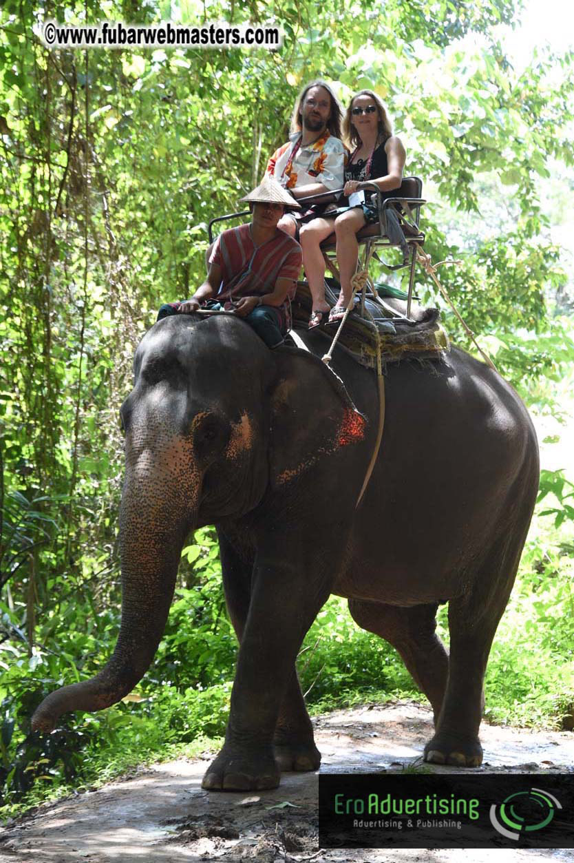 Elephant Safari 