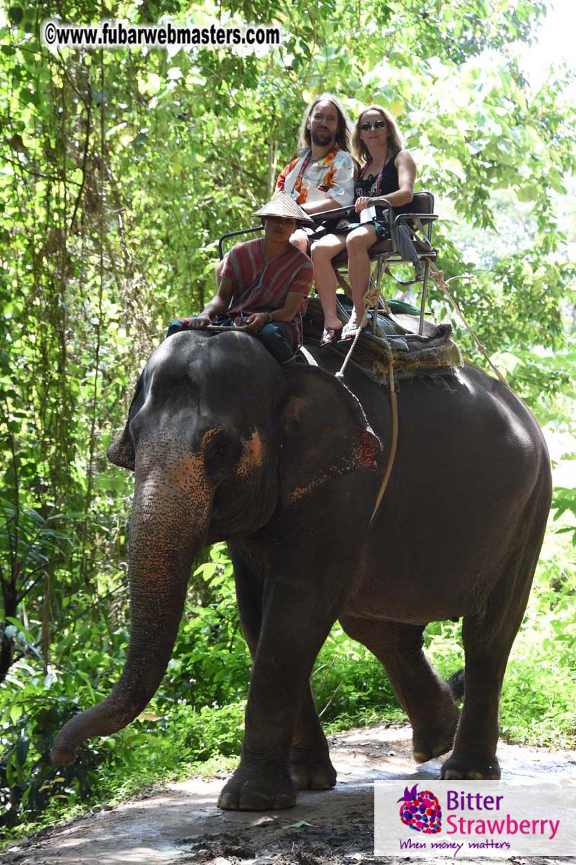 Elephant Safari 