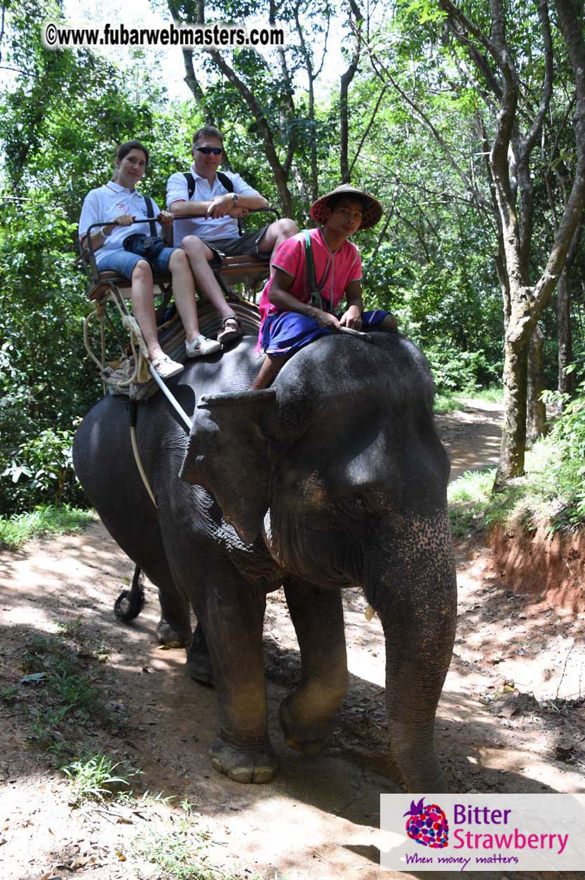 Elephant Safari 