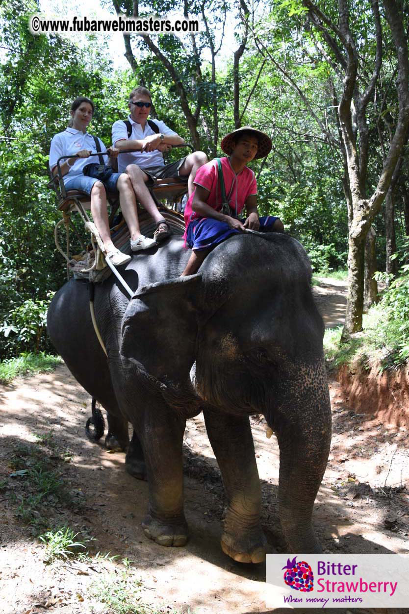 Elephant Safari 