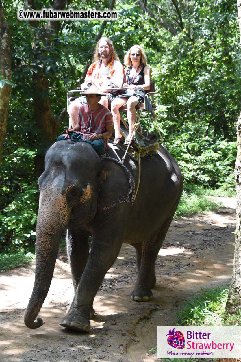 Elephant Safari 