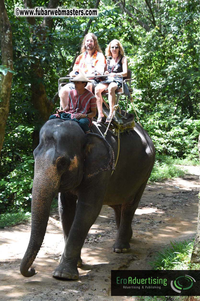 Elephant Safari 