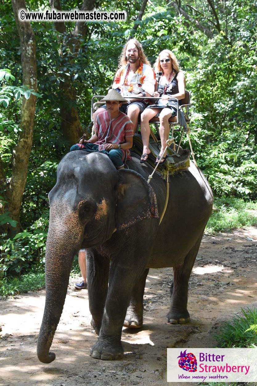 Elephant Safari 