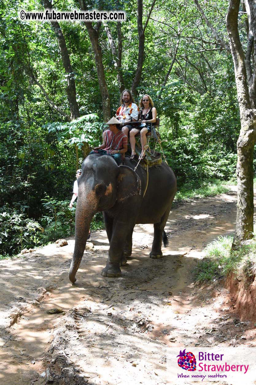 Elephant Safari 