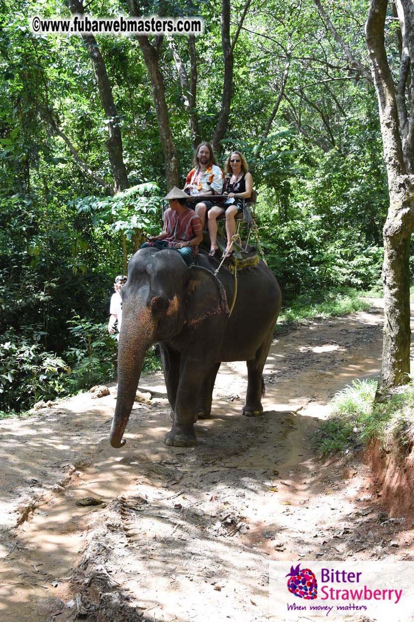 Elephant Safari 