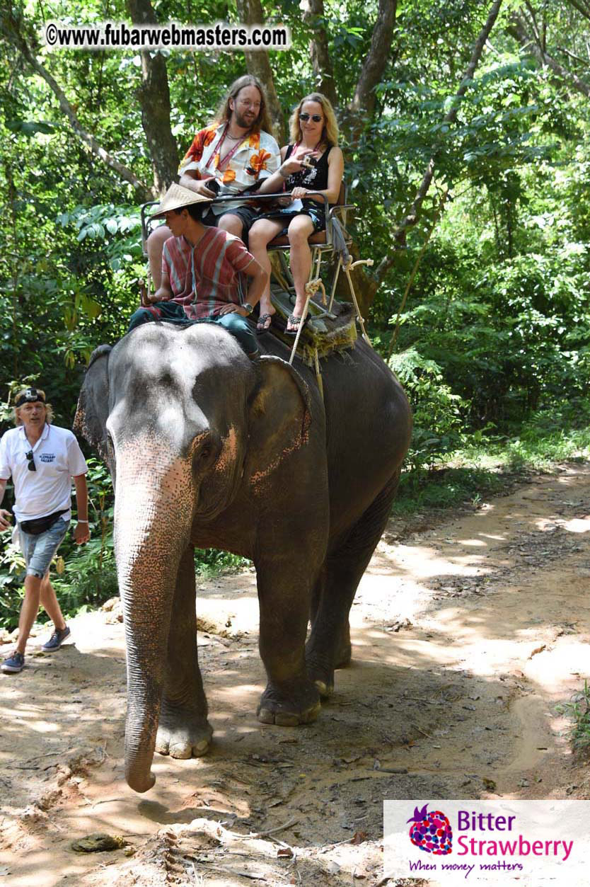 Elephant Safari 