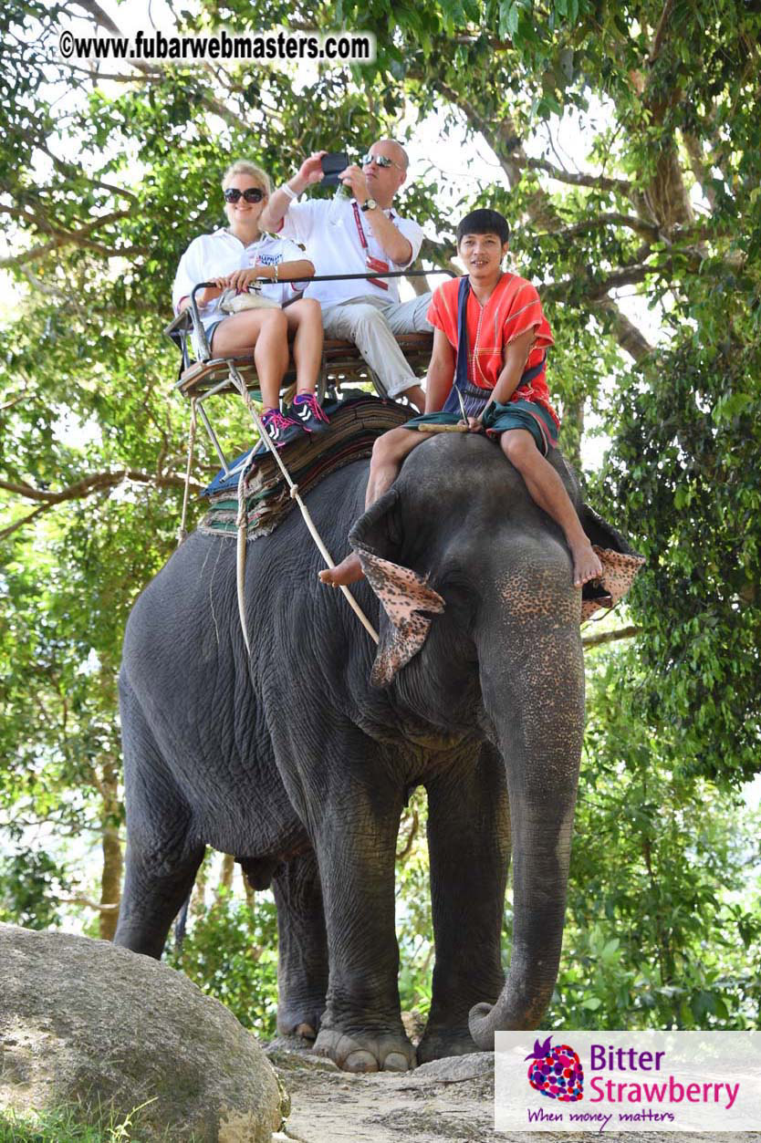 Elephant Safari 