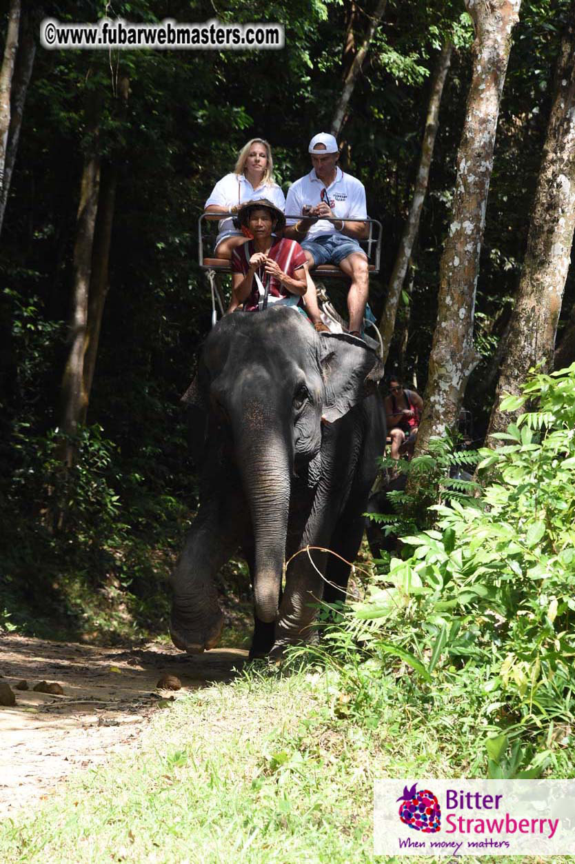 Elephant Safari 