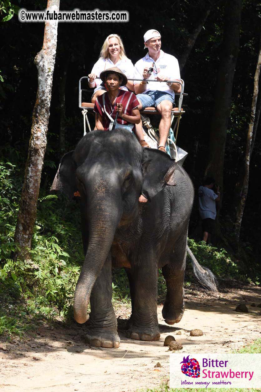 Elephant Safari 