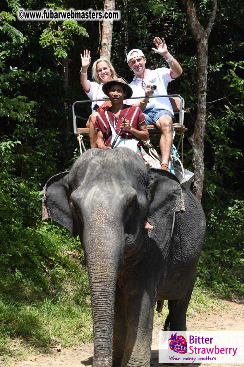 Elephant Safari 