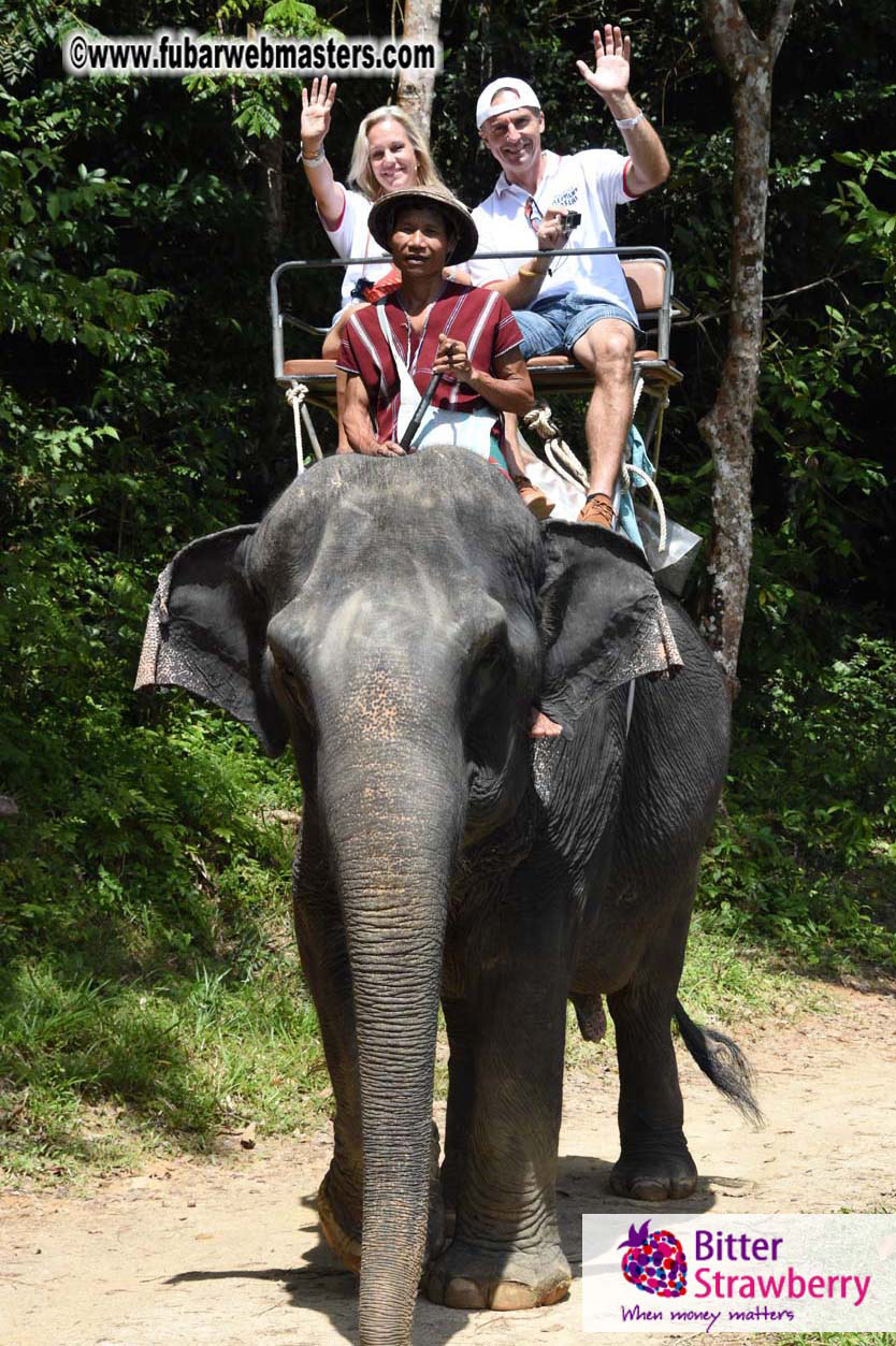 Elephant Safari 