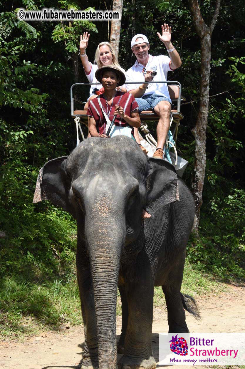 Elephant Safari 