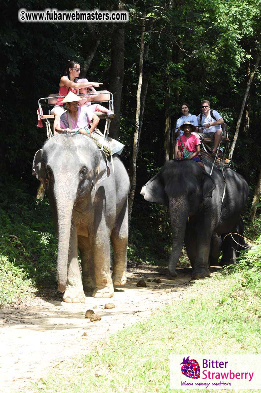 Elephant Safari 