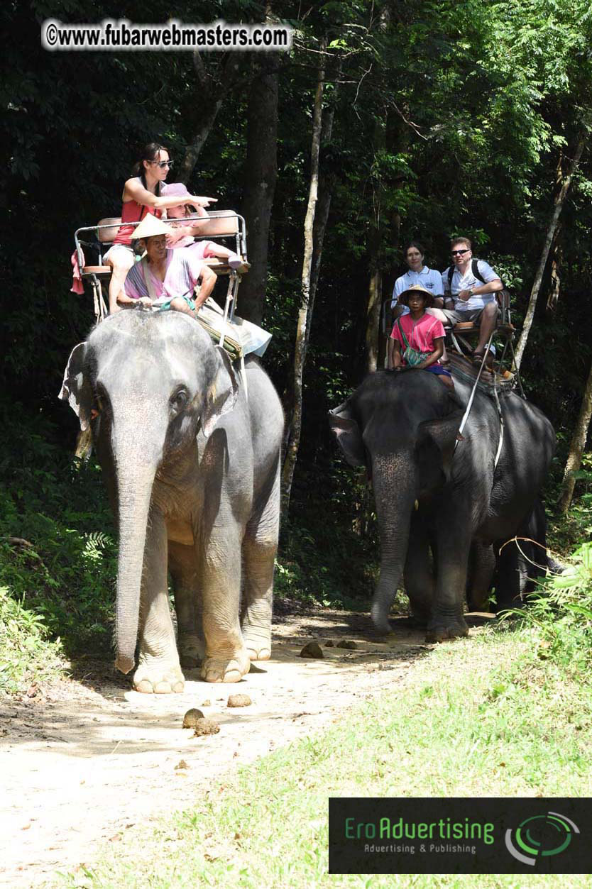 Elephant Safari 