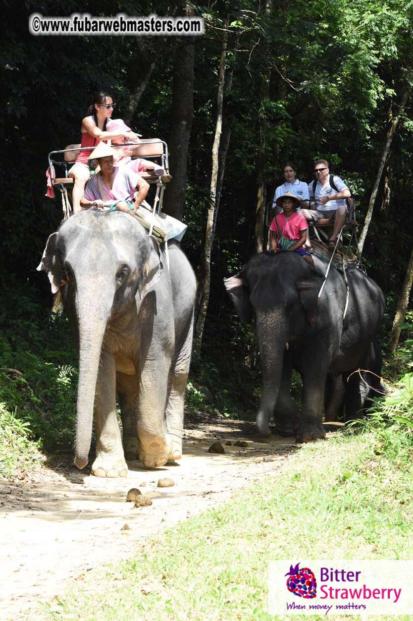 Elephant Safari 