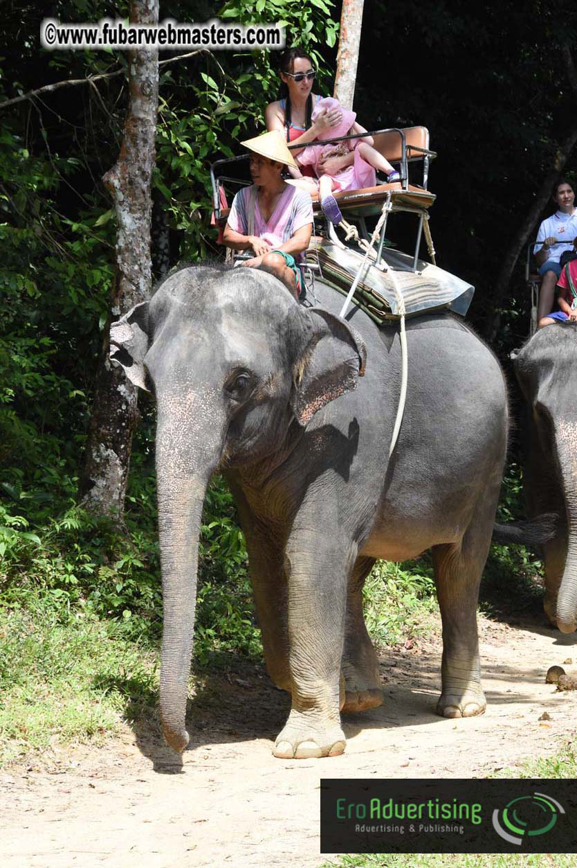 Elephant Safari 