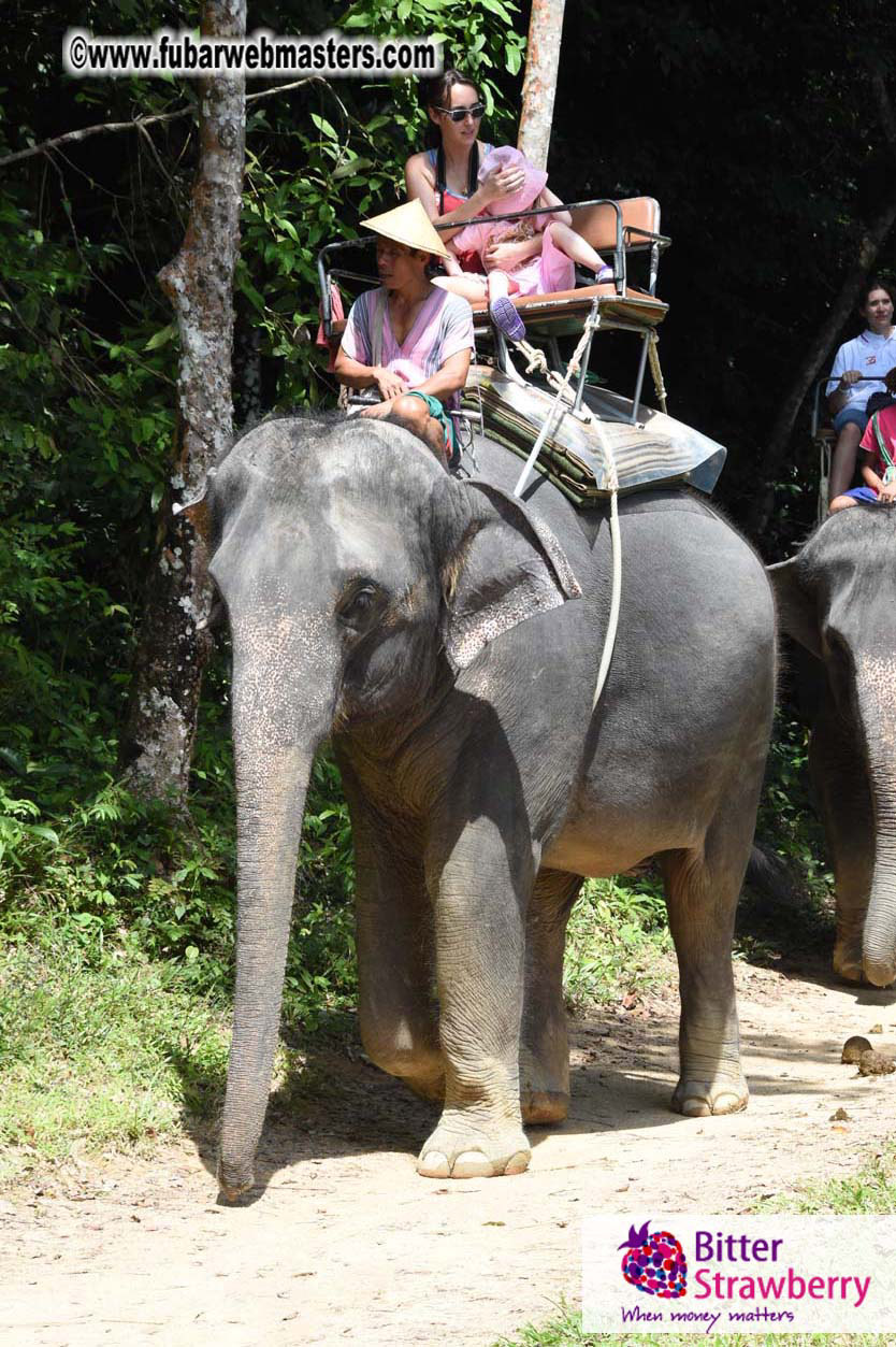 Elephant Safari 