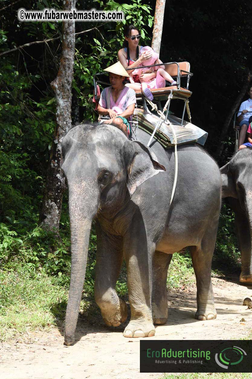 Elephant Safari 