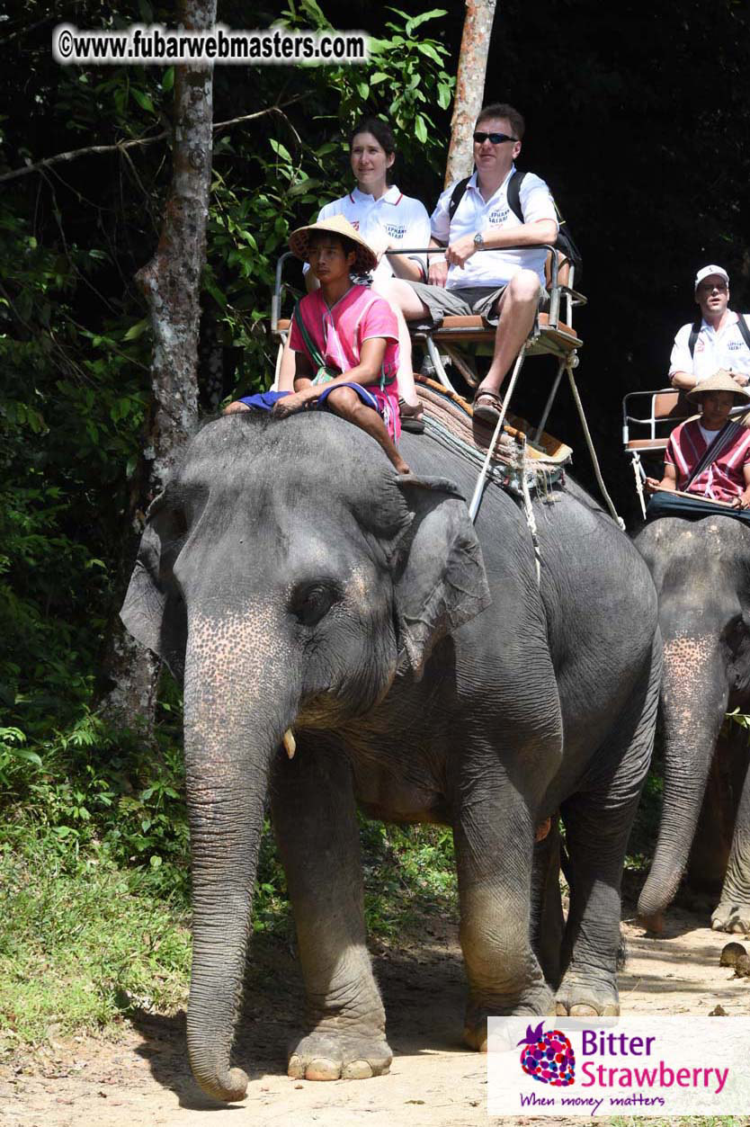 Elephant Safari 