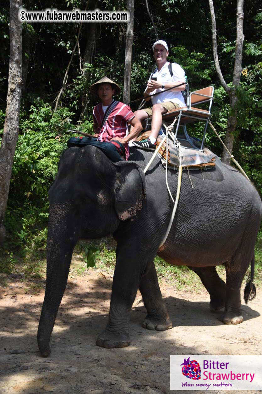 Elephant Safari 